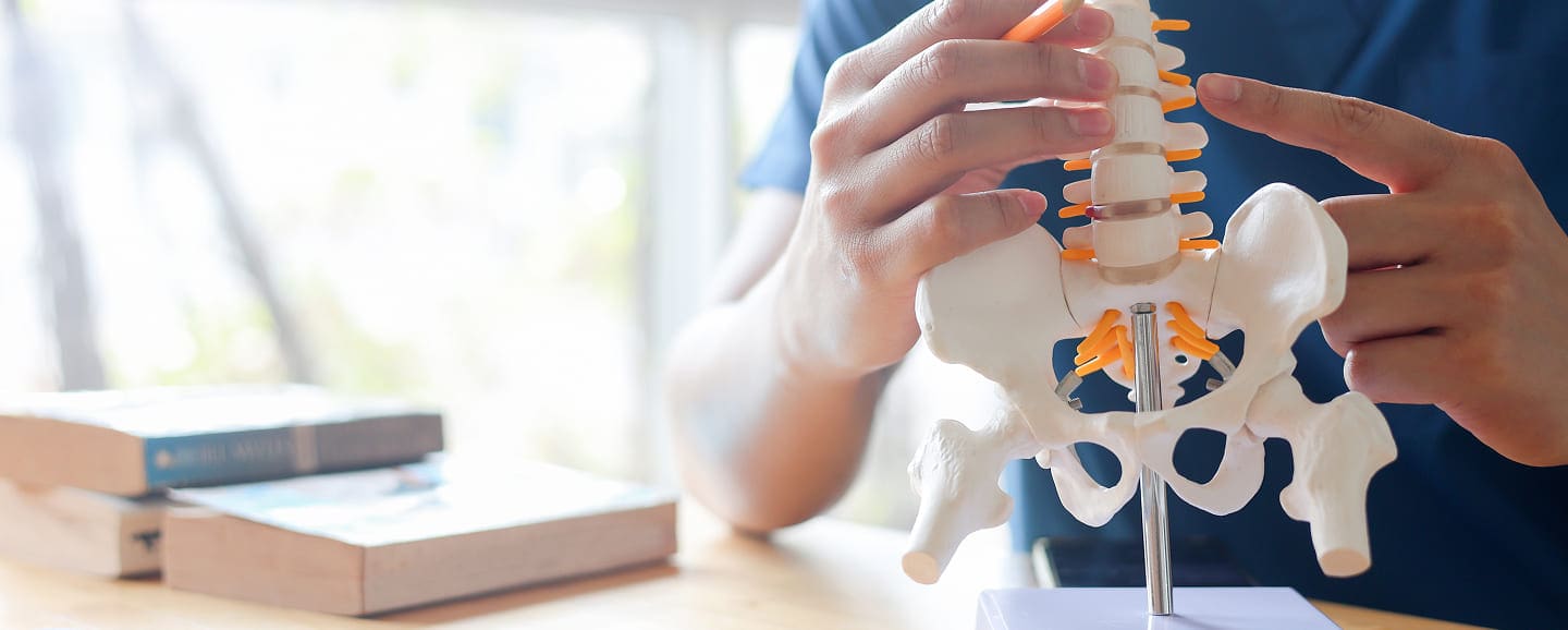 A Car Accident Chiropractor points at a model of a human spine and pelvis while sitting at a desk, with books stacked nearby and a window in the background.